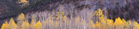 Aspen Rising