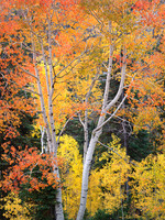 Rocky Mtn Gold Vertical