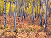 Fiery Ferns and Aspens