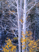 Aspen Morning Freeze