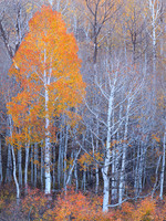 Orange Aspen Magnificence