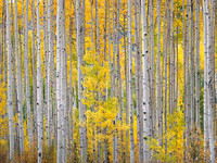 Autumn Aspen Stand