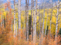 Aspen Serenade