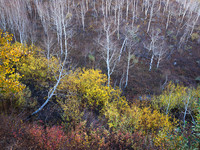 Hiding Aspen Tree
