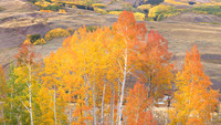 Hillside Orange Aspens  Panorama 2