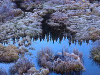 Beaver Dam 1