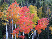 Aspen Flame