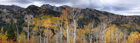Late Aspens and Rocky Mtns Panorama