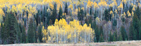 Frost Stand Panorama