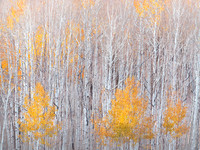 Endless Three Aspen