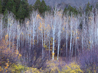 Aspen Mayhem
