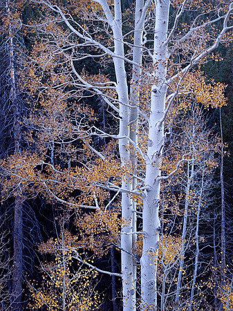 Late Autumn Aspen Sunrise