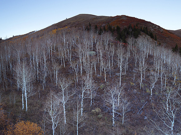 Late Autumn Aspen Dance