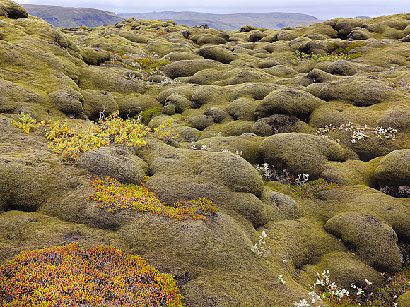 Moss Covering Lava Flow 7