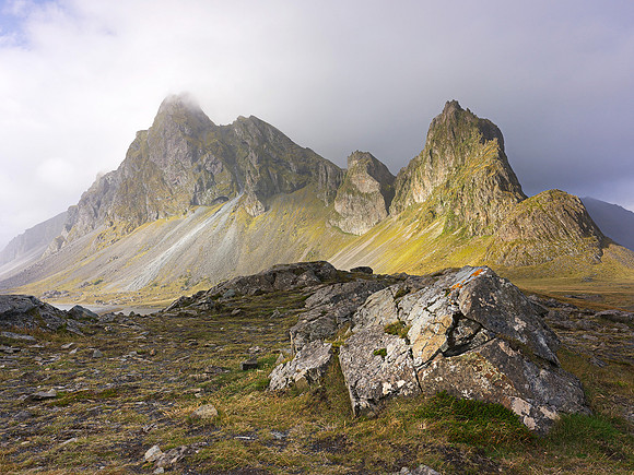 Mountain Lichen