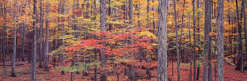 Steven Friedman | Maples and Birch Trees | Eastern Maples and Shaggy Trees