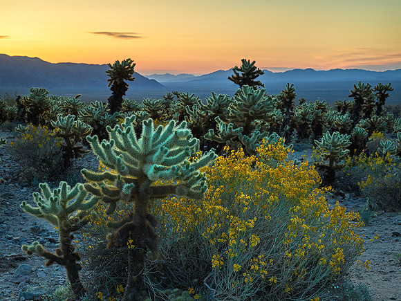 Morning Cholla Cactus