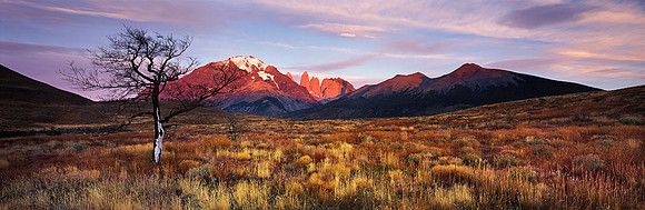 Morning Patagonia Grasses