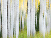 Abstract Aspen Trees 3