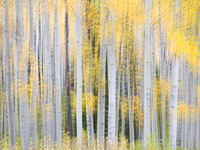 Abstract Aspen Trees 2
