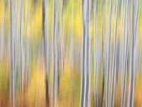 Aspen Harmony