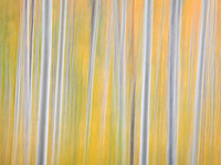 Abstract Aspen trees 9