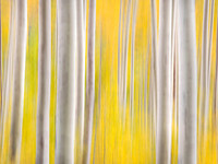 Abstract Aspen Trees 1