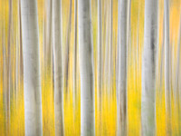Abstract Aspen Trees 5