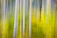 Blurry Tree Study Aspens