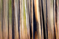 Blurry Tree Study Fireweed 5