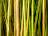Bamboo