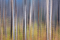 Blurry Tree Study Fireweed 3
