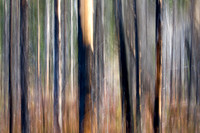 Blurry Tree Study Fireweed 4