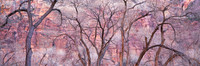Winter Cottonwood Canyon