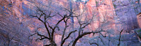 Cottonwood Temple