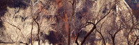 Cottonwood and Light