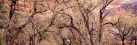 Zion Winter Cottonwoods