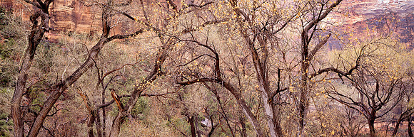 Zion Winter Cottonwoods