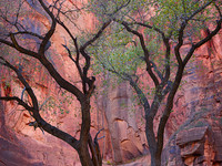 Cottonwoods and Canyon