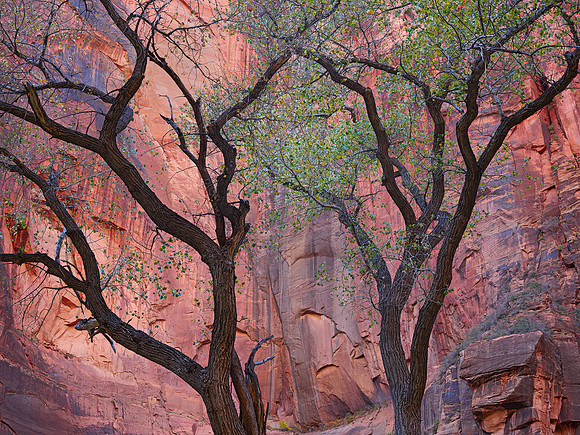 Cottonwoods and Canyon