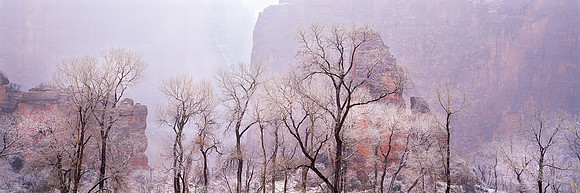Cottonwood Winter Light
