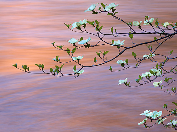 Dogwood Branch and Sunset Water