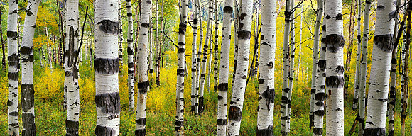 Zebra Aspens