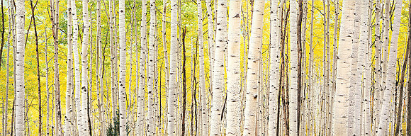 Aspens in Morning Sunshine