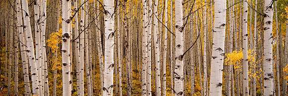 Delicate Aspen Leaves