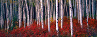 Aspens and Highbush Cranberry