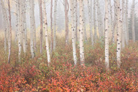 Aspens in Fog