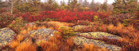 Lichen on Granite Rocks in the Fog
