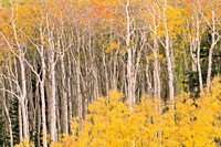 White Aspens