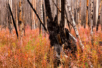 Burnt Stump